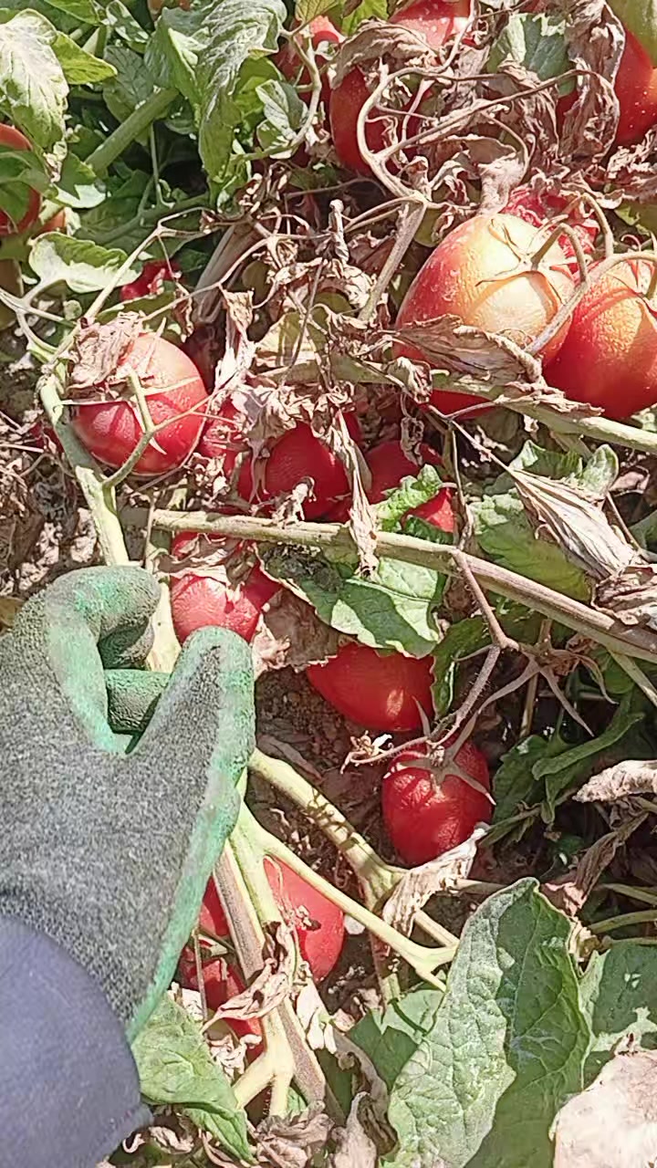 @motorcukız4242