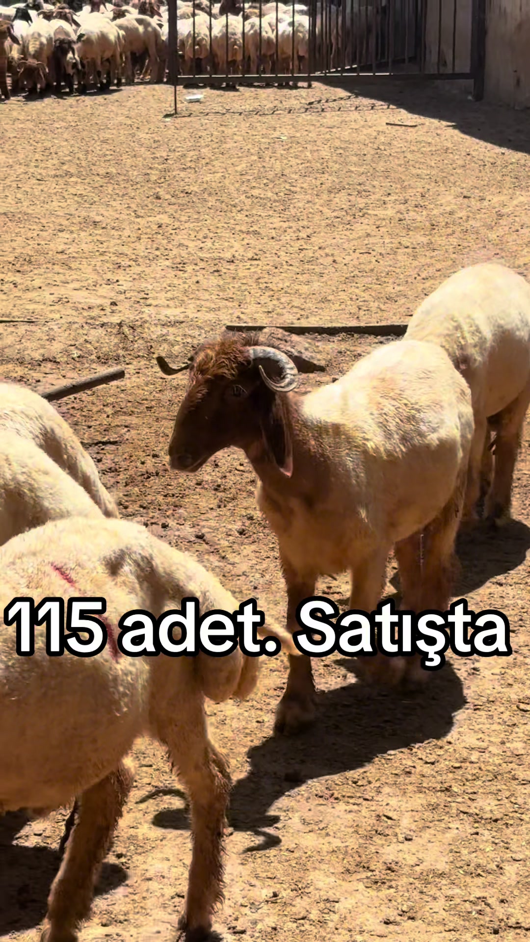 @Ahmet S&ouml;nmez