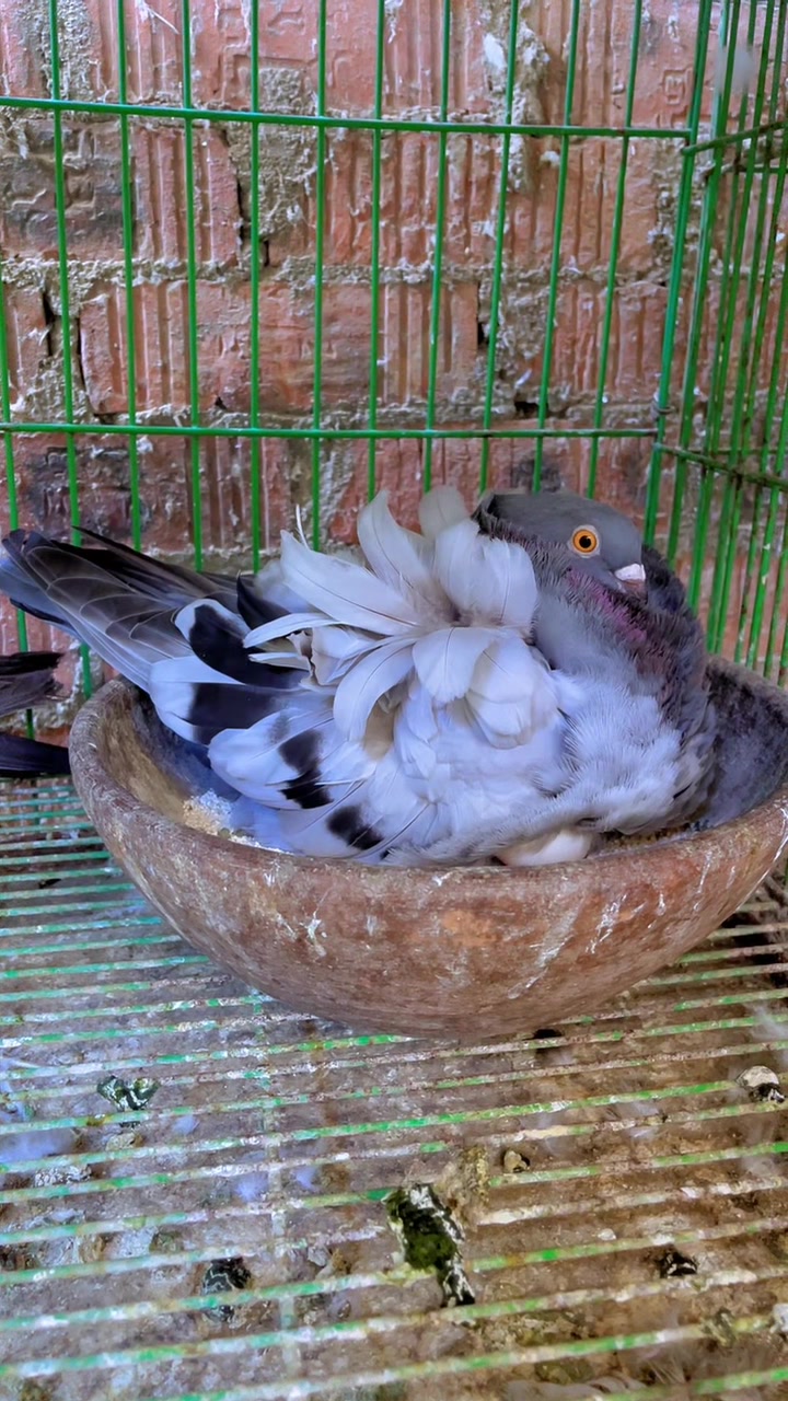 @الجديدشديد