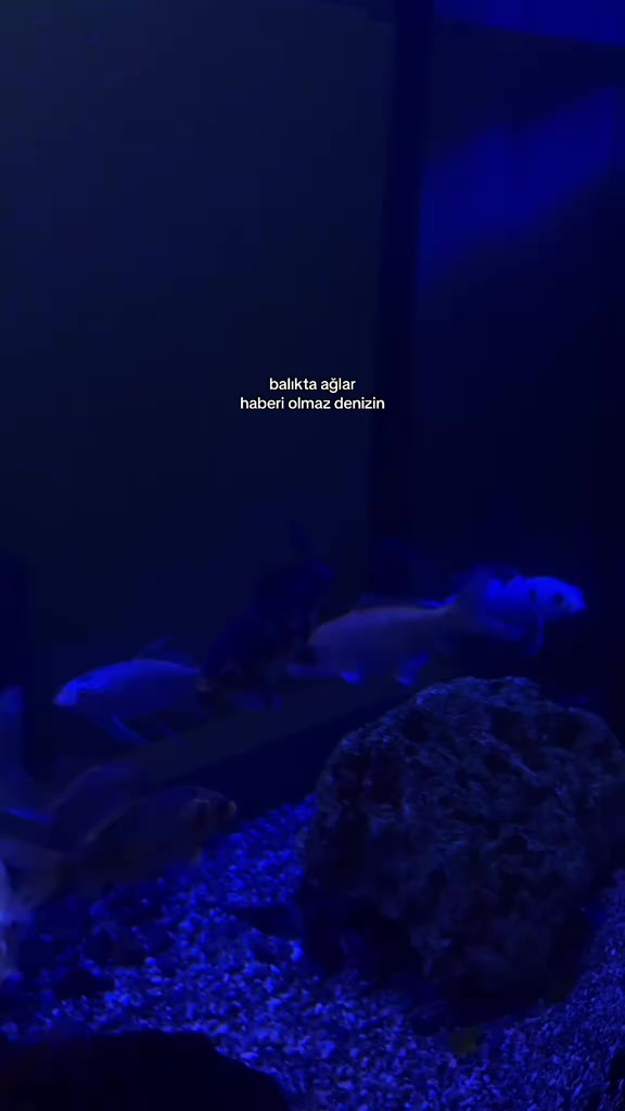 @⭑𝐆𝐞𝐜𝐞⭑
