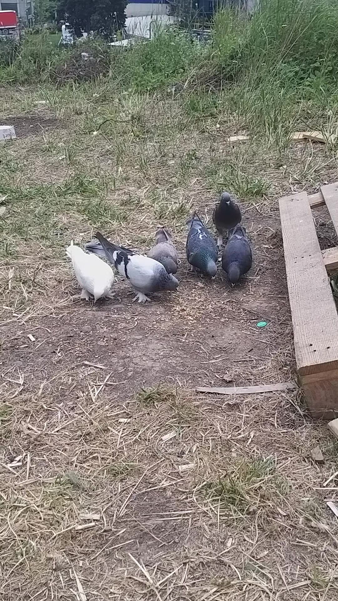 @Konyalı