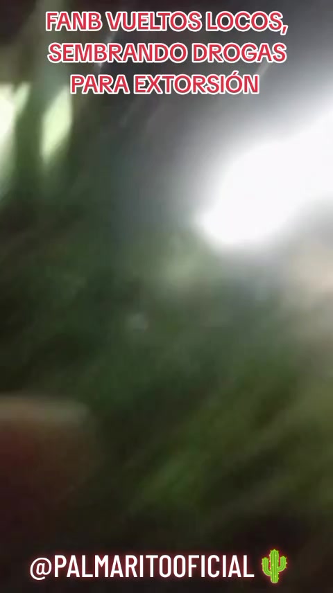 @PALMARITOOFICIAL 🌵