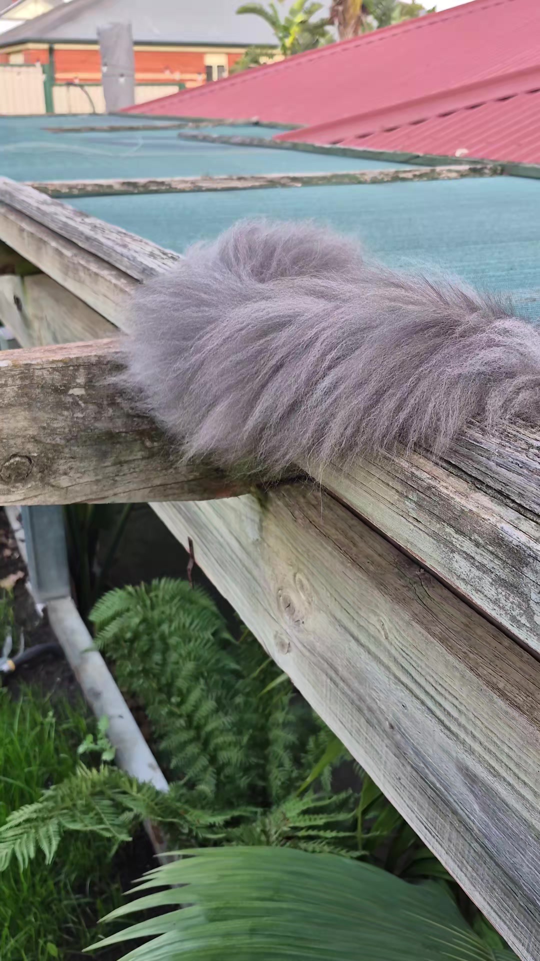 @Ragnar the Maine Coon 🐈