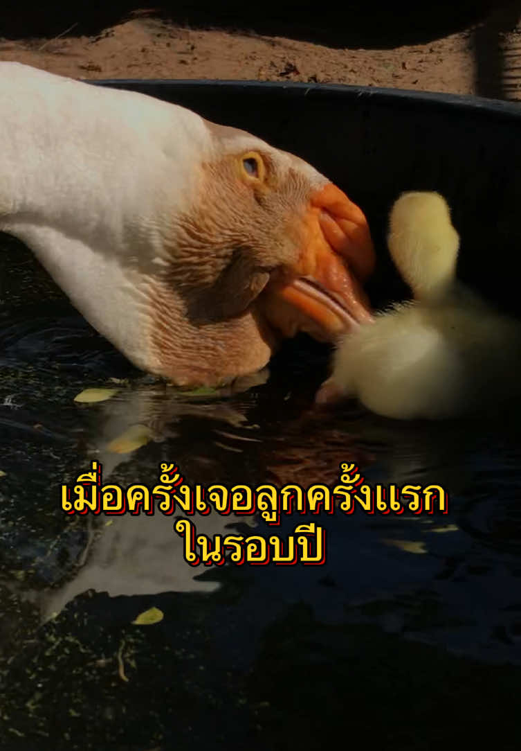 @แงซายลูกชายป๊าแพท