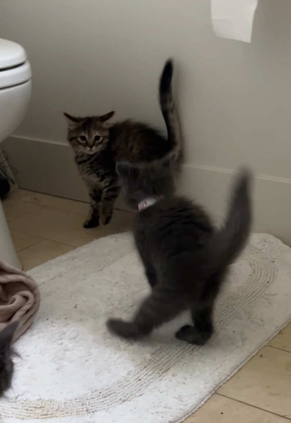 @tiana fosters cats