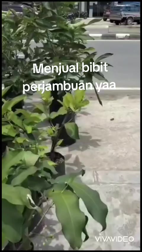 @Bibit khusus samarinda