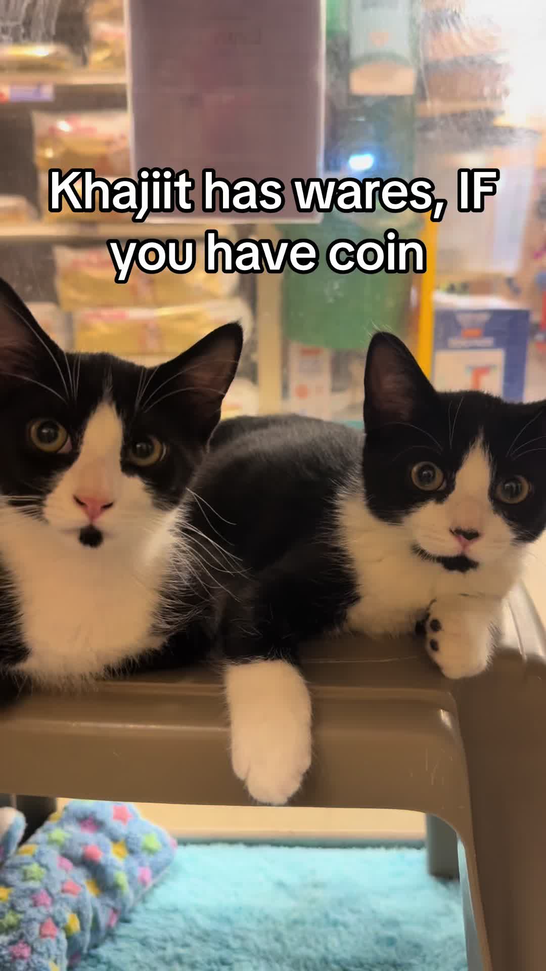 @KittyAngelRescue