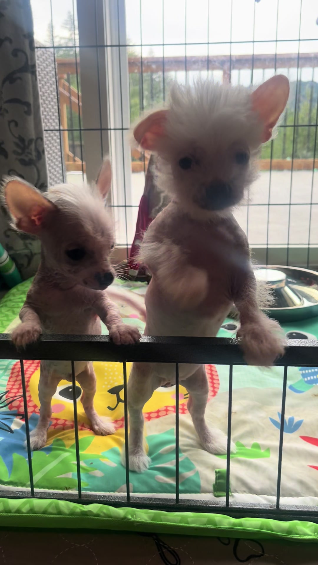 @Chinese Crested Cuties