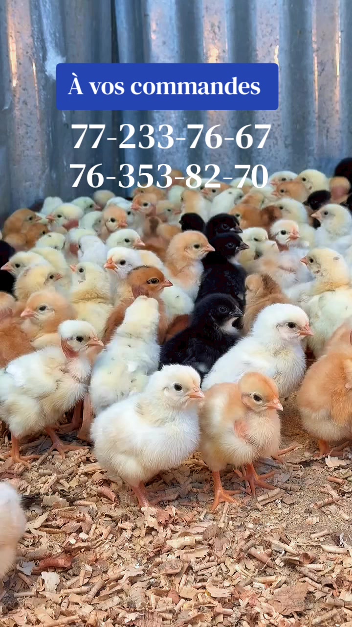 @NDIAYE-BREEDING 🐔