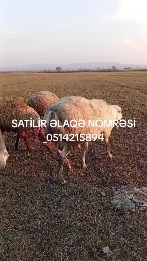 @novruz_melikov