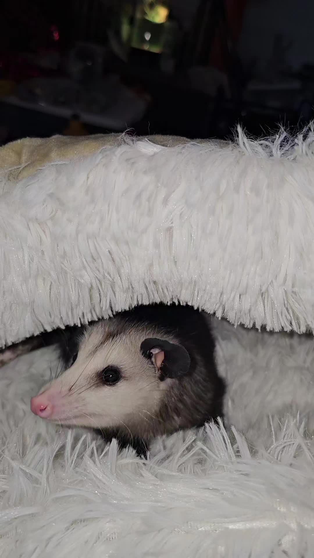 @OPOSSUMDAWGMOM