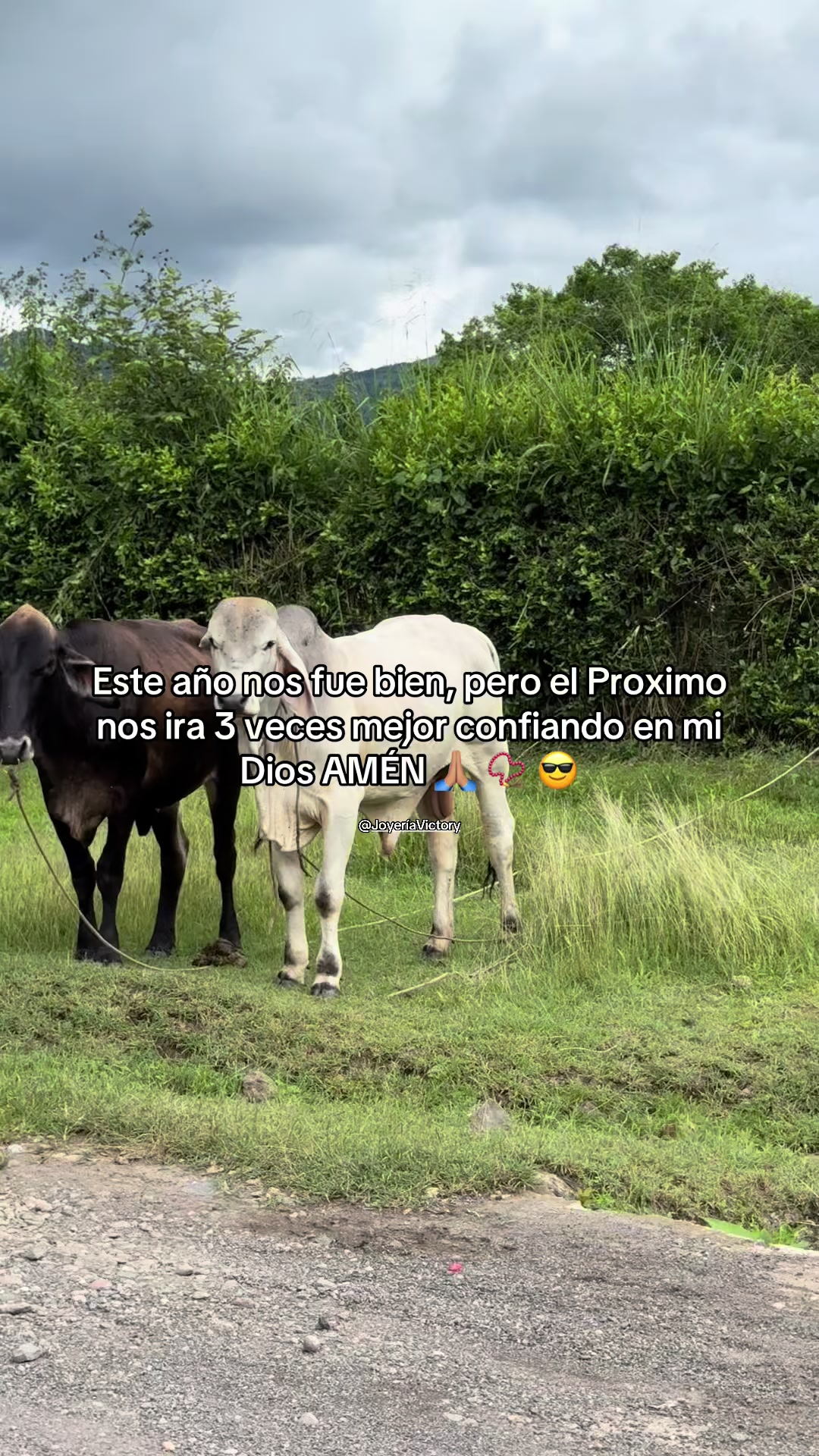 @toyo_pasion_