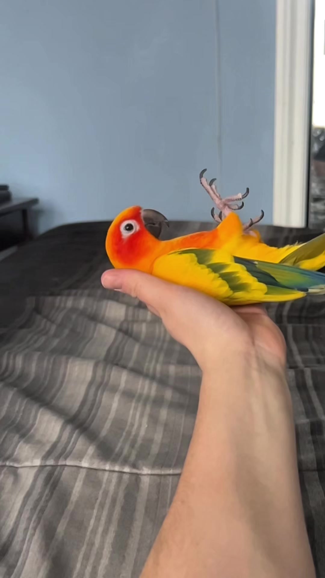 @Bird_Tails