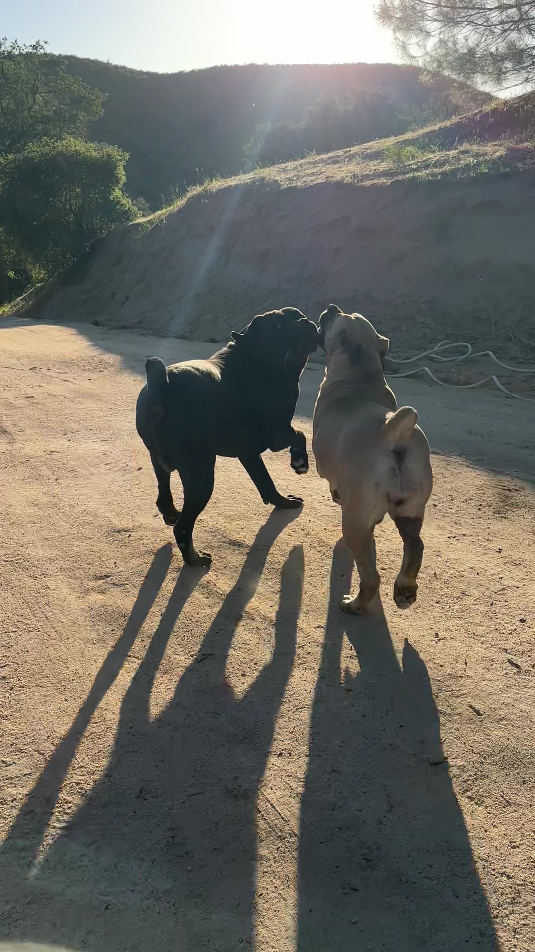 @Bigfoot Boerboels