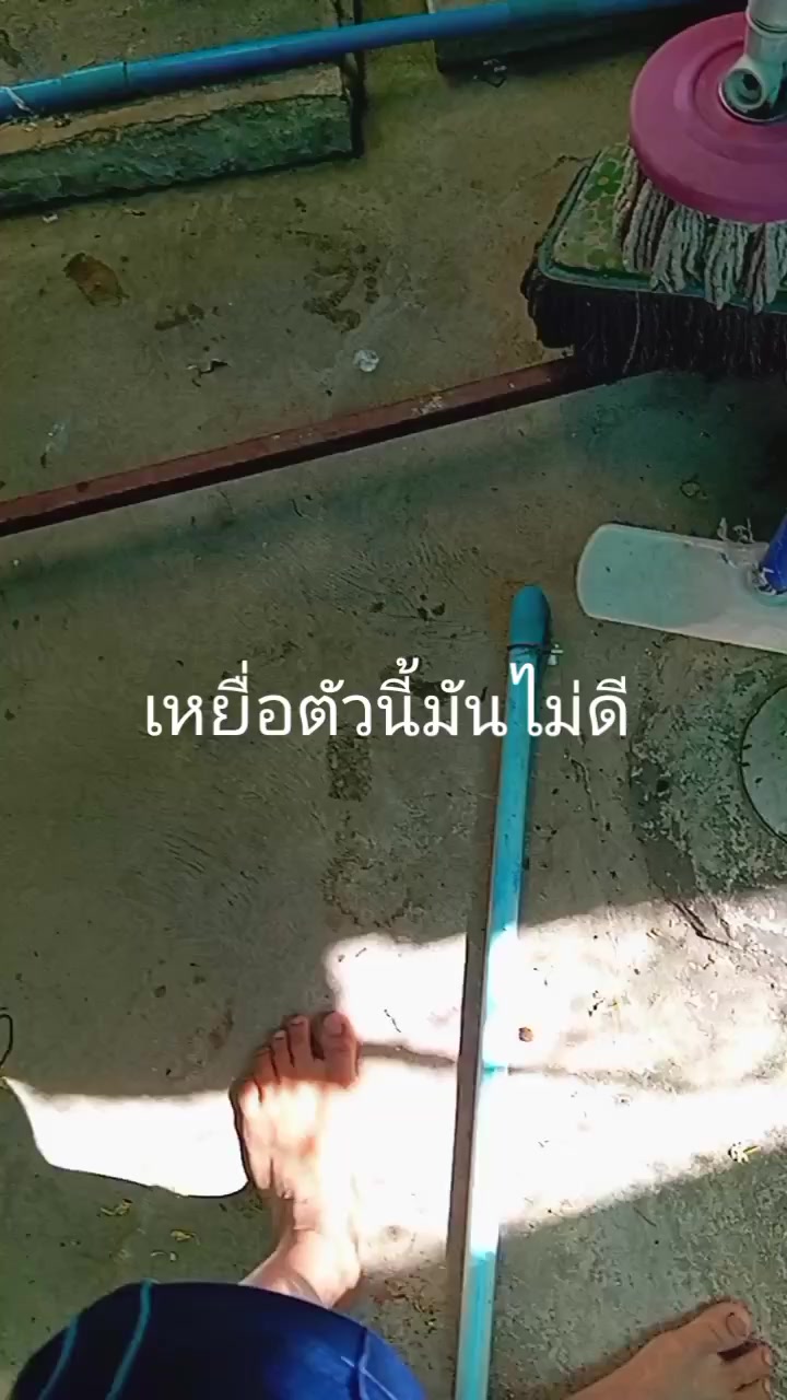 @แมววัดพันปี