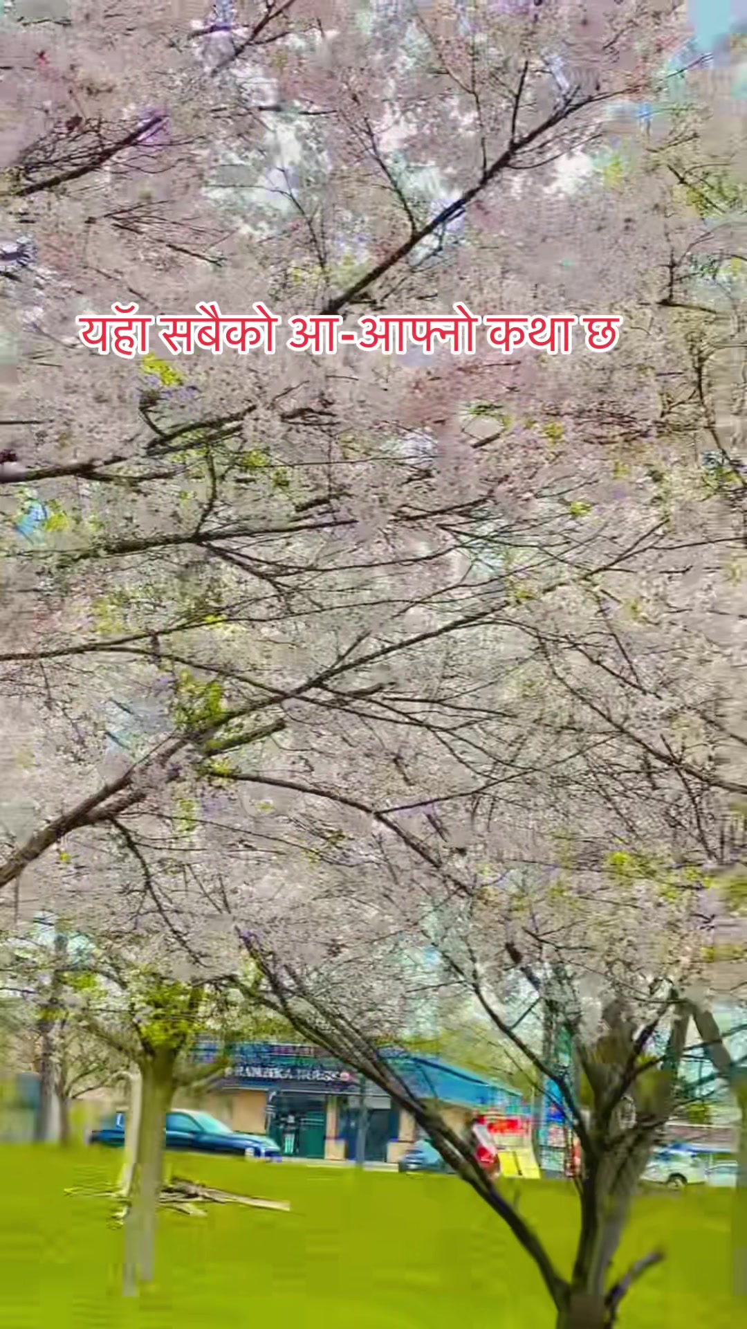 @Kopila