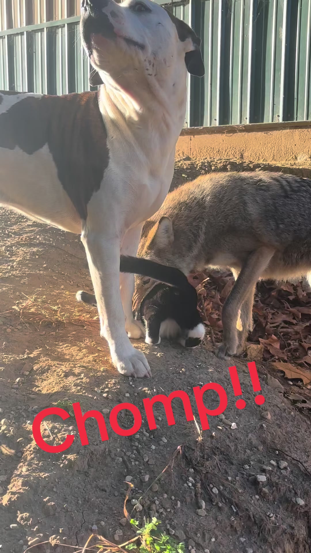 @ittybittyfarm1