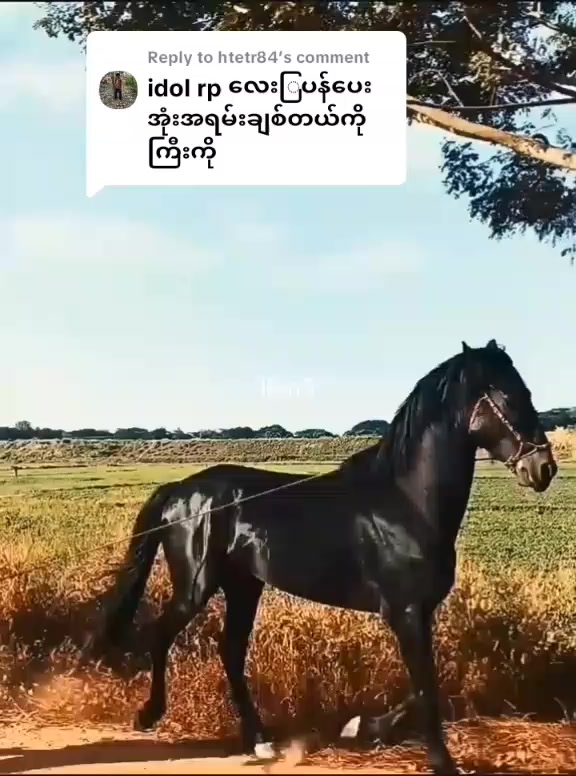 @💢ရှိုင်းလေး💢