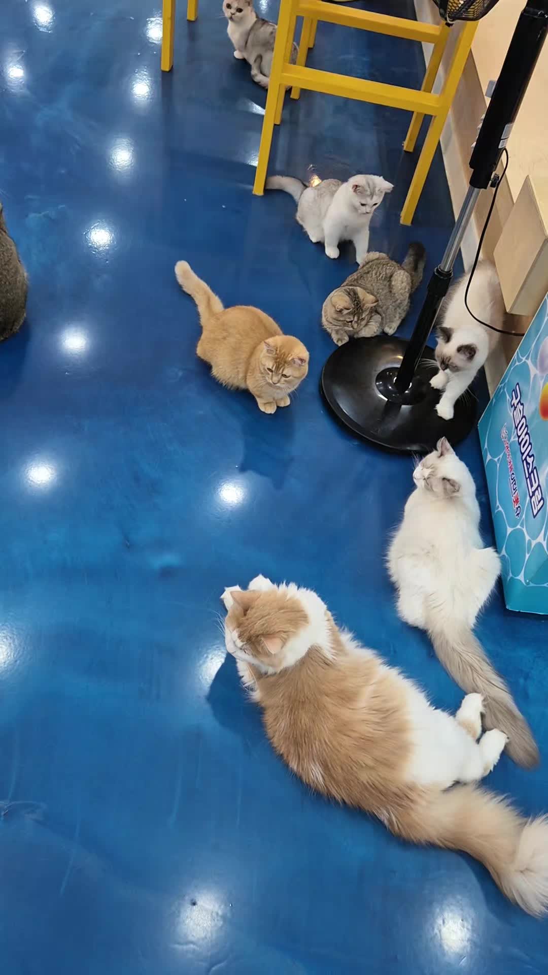 @전주고양이카페 아이캣유