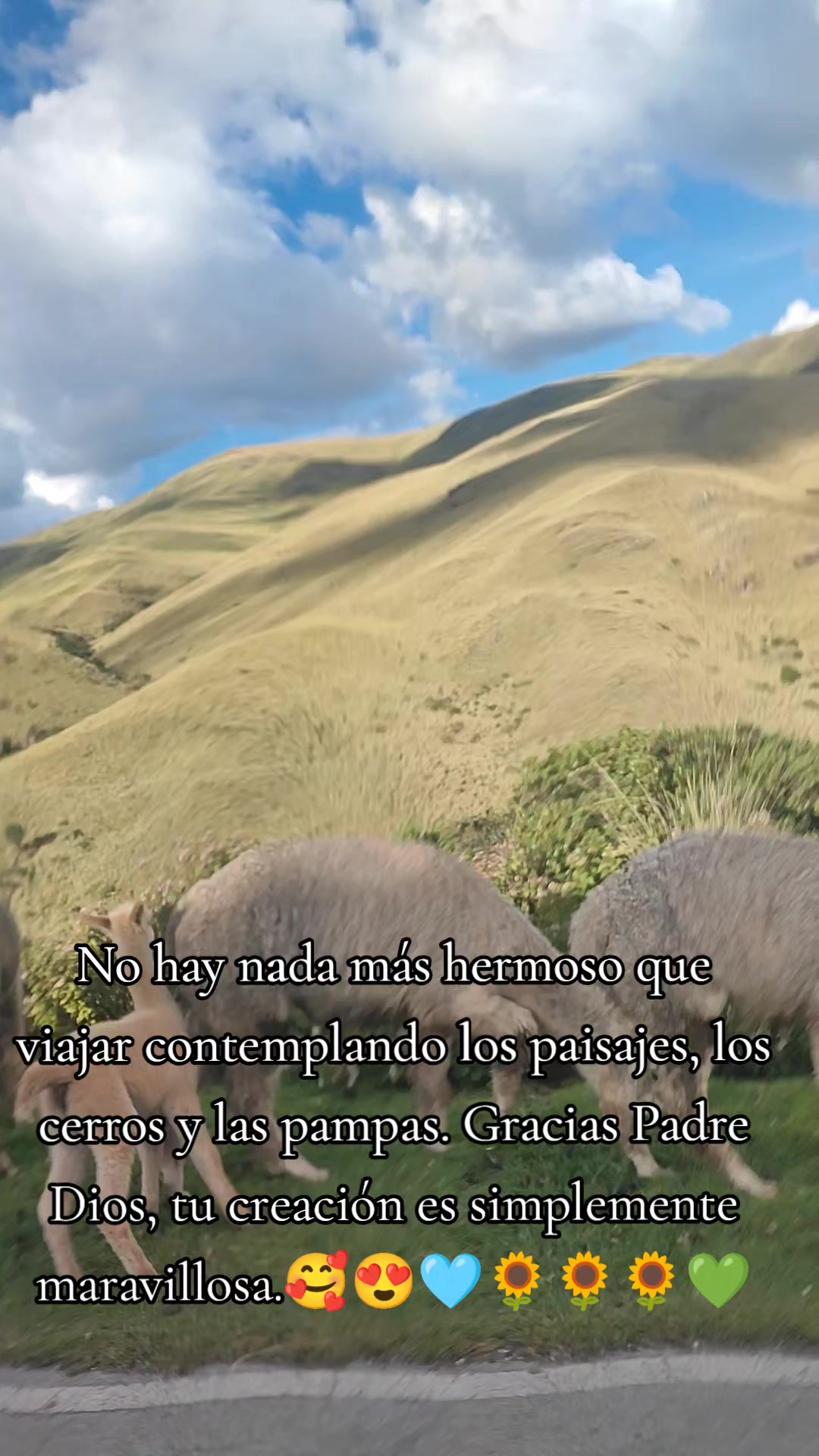 @MALLQUI LU🤗🦁 ÚNICA ✌️🌻🌻🦁