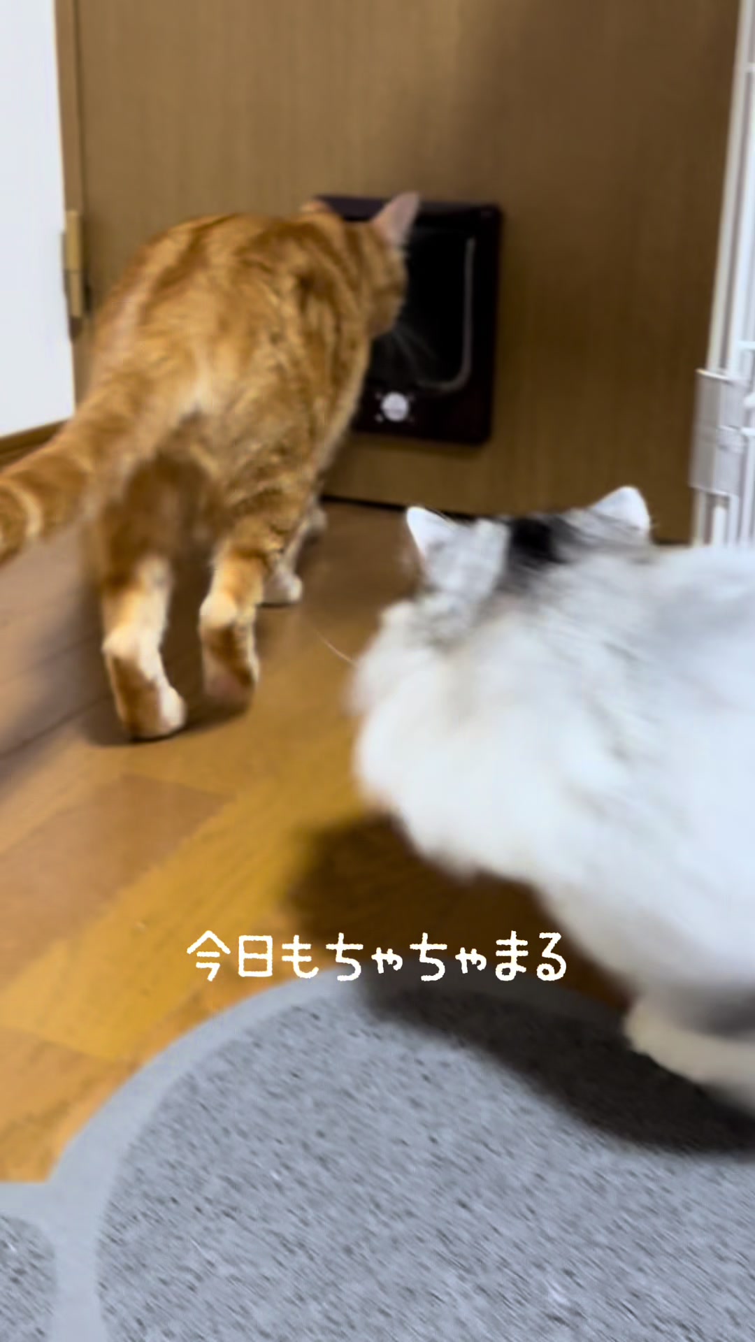 @ネコたまちゃんねる