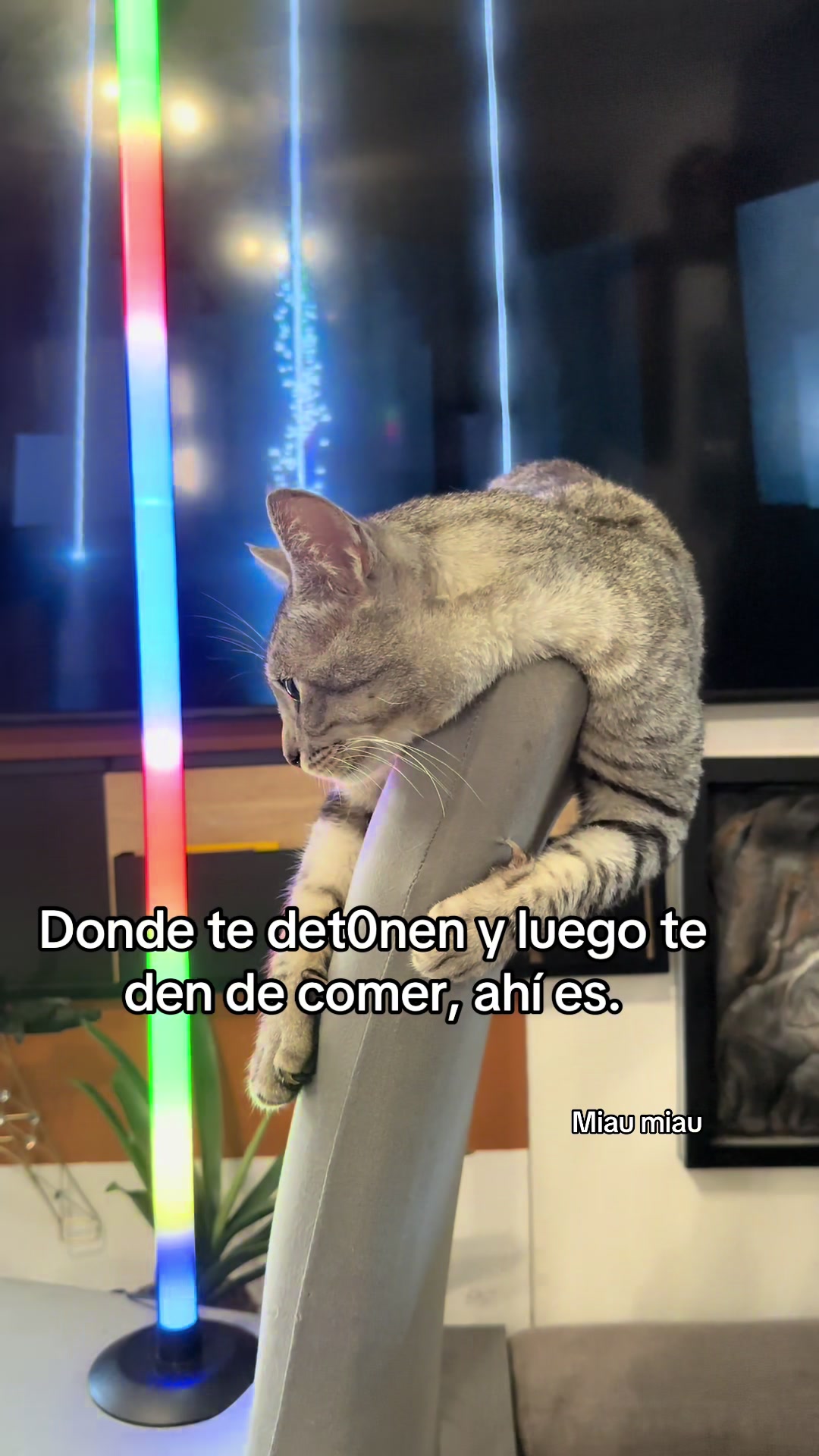 @Rodrigo and Watermelon the cat