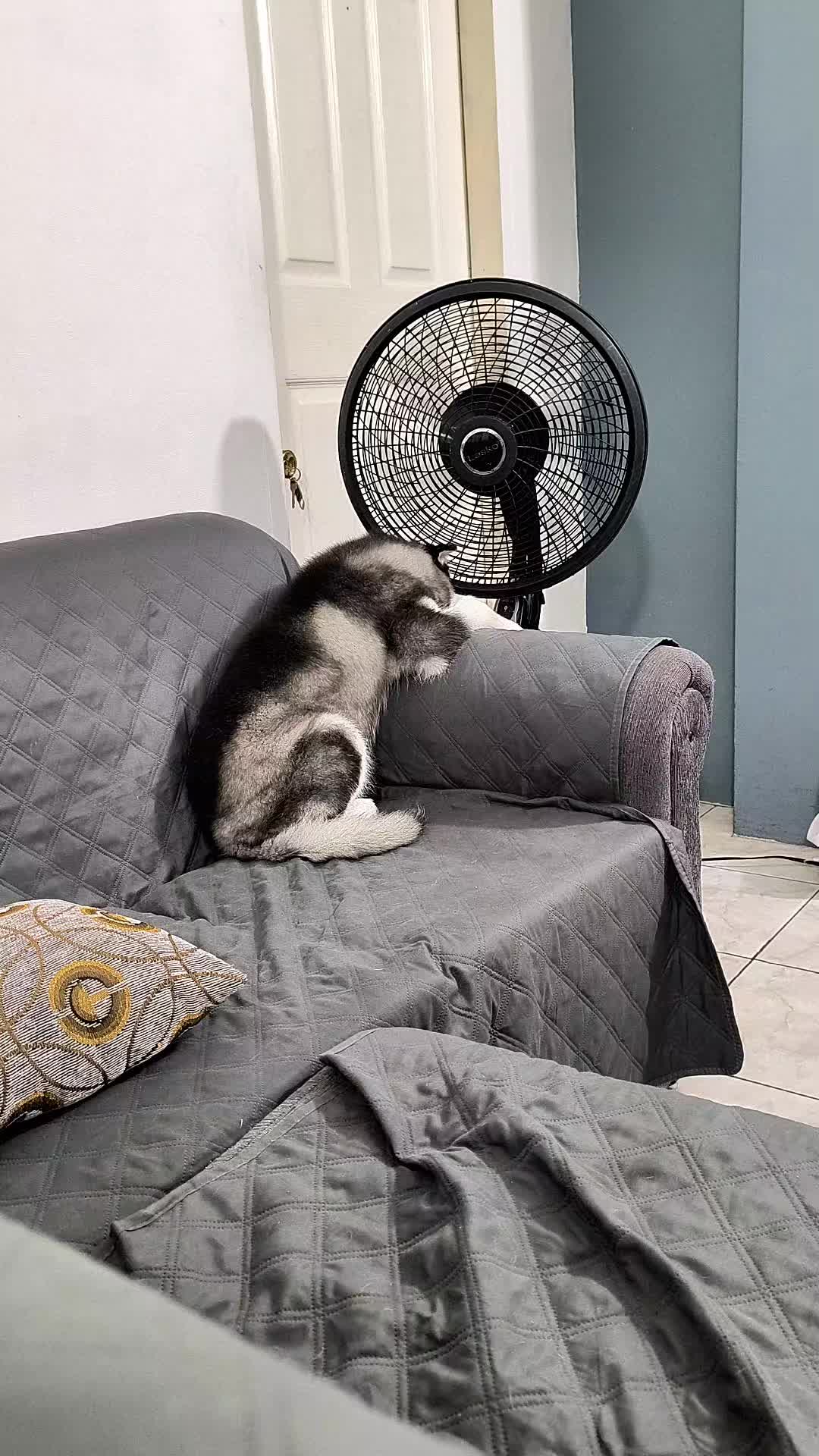 @cythehusky