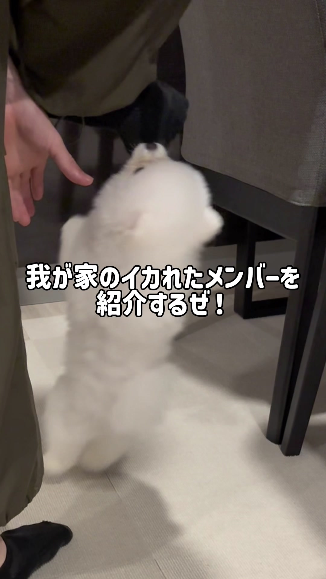 @ポメラニアンのミル🍼