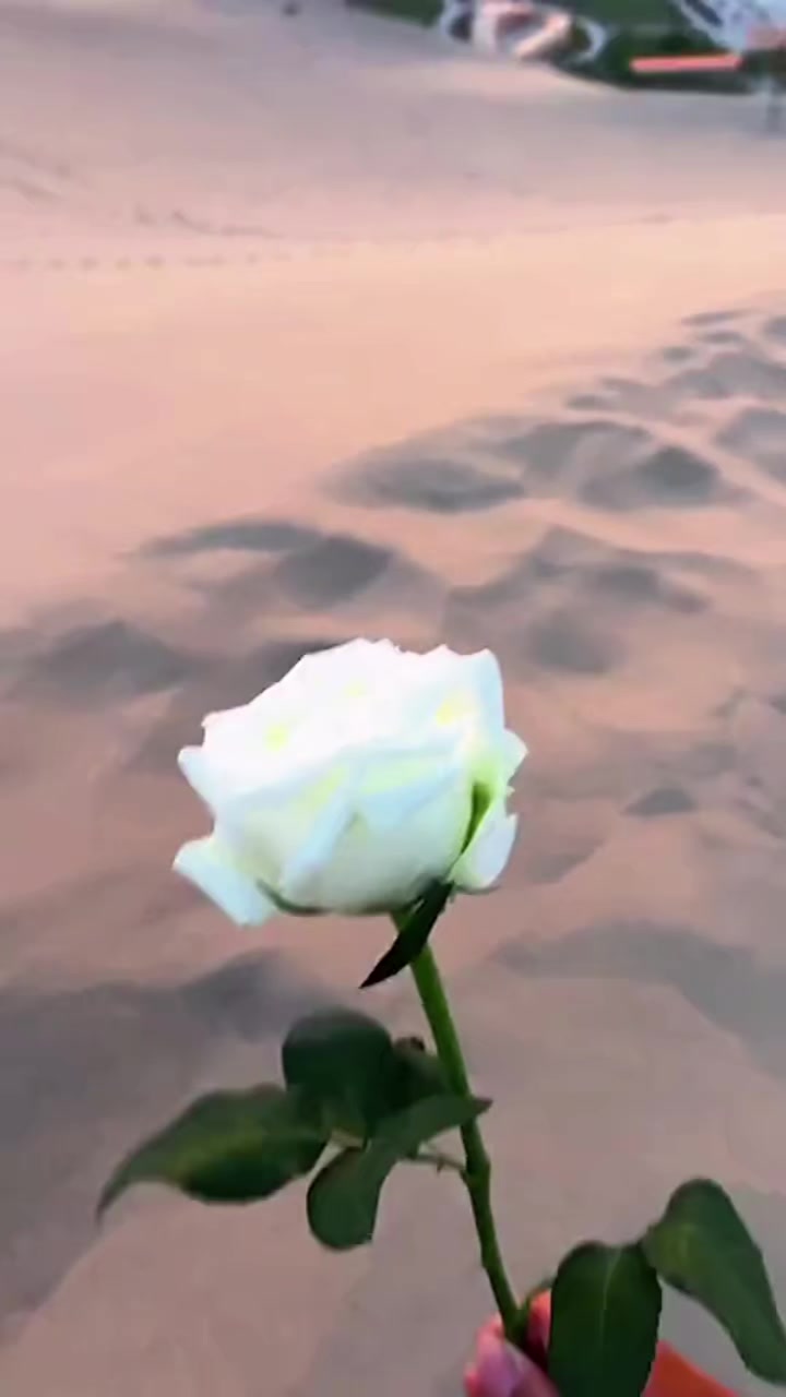 @UMMUU QERROo🐅👈