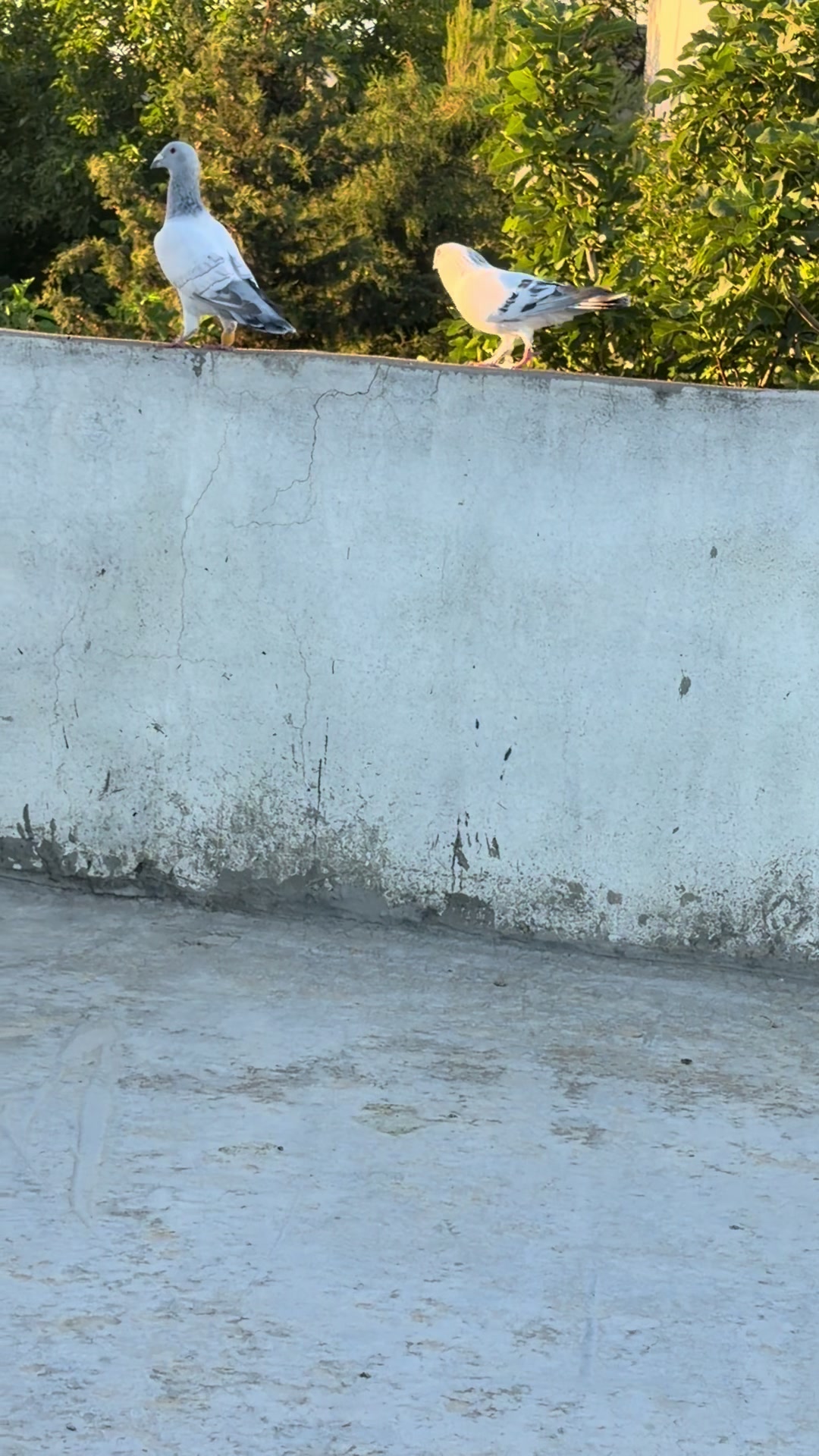 @Bakır badilli