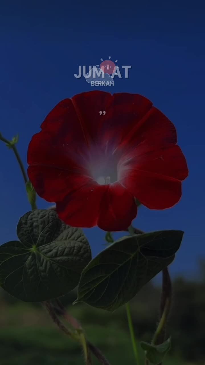 @𝓝𝓪𝓭𝓲𝓷𝓮 𝓛𝓿