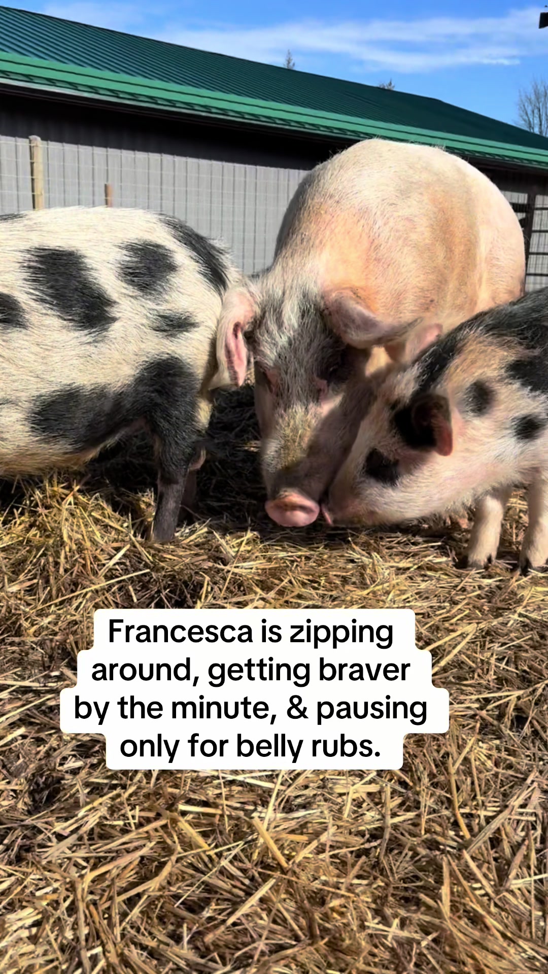 @Home for Hooves 🐽