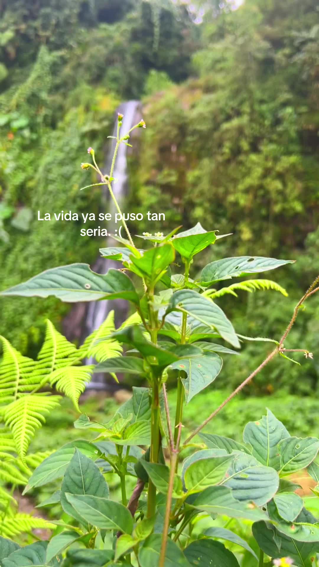 @🧃fracesgtjr🧃
