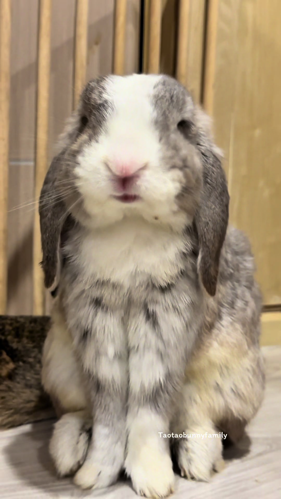 @Taotao Bunnyfamily