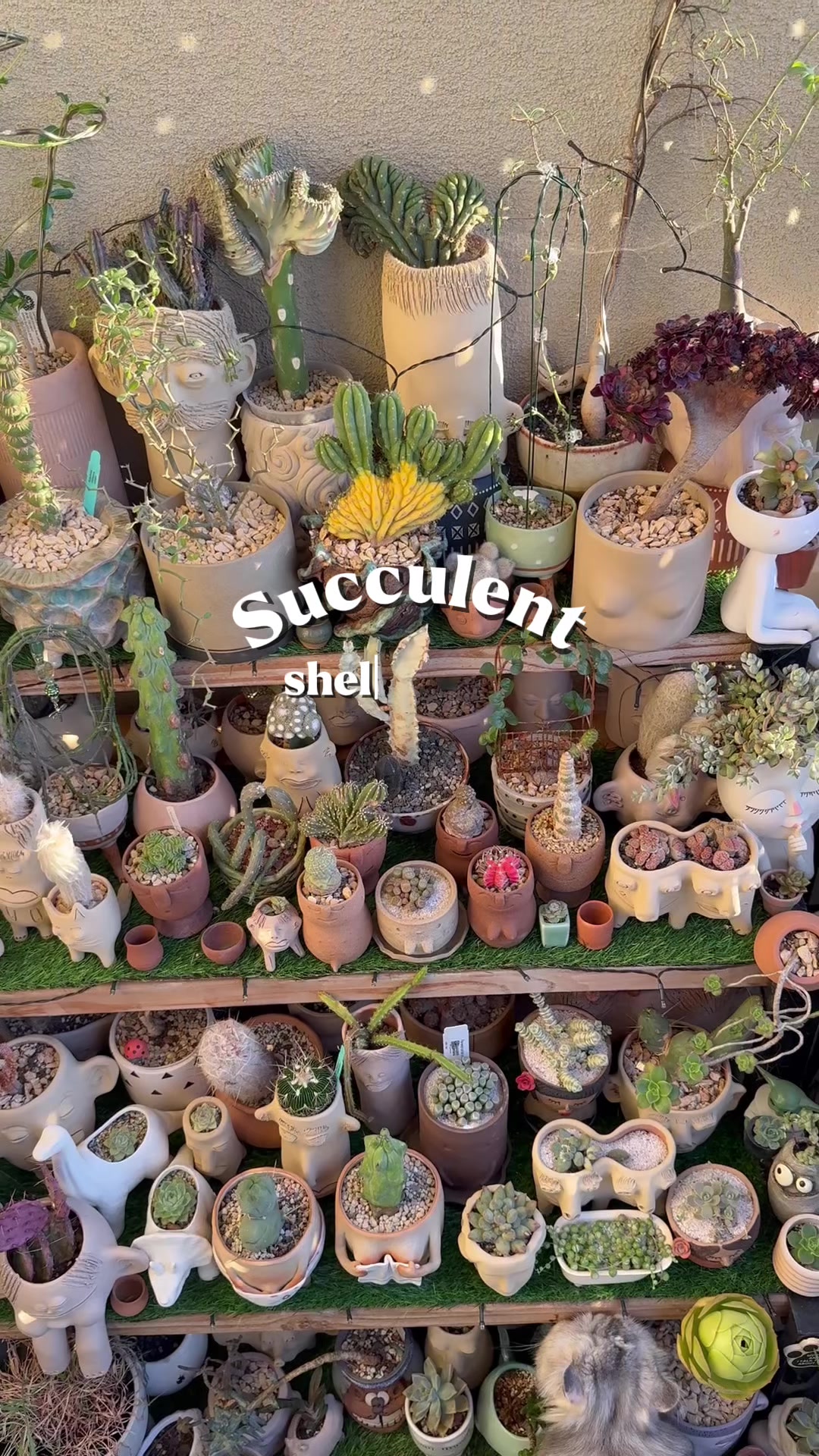 @Cyril&rsquo;s Plants | Cats | DIY 🌿