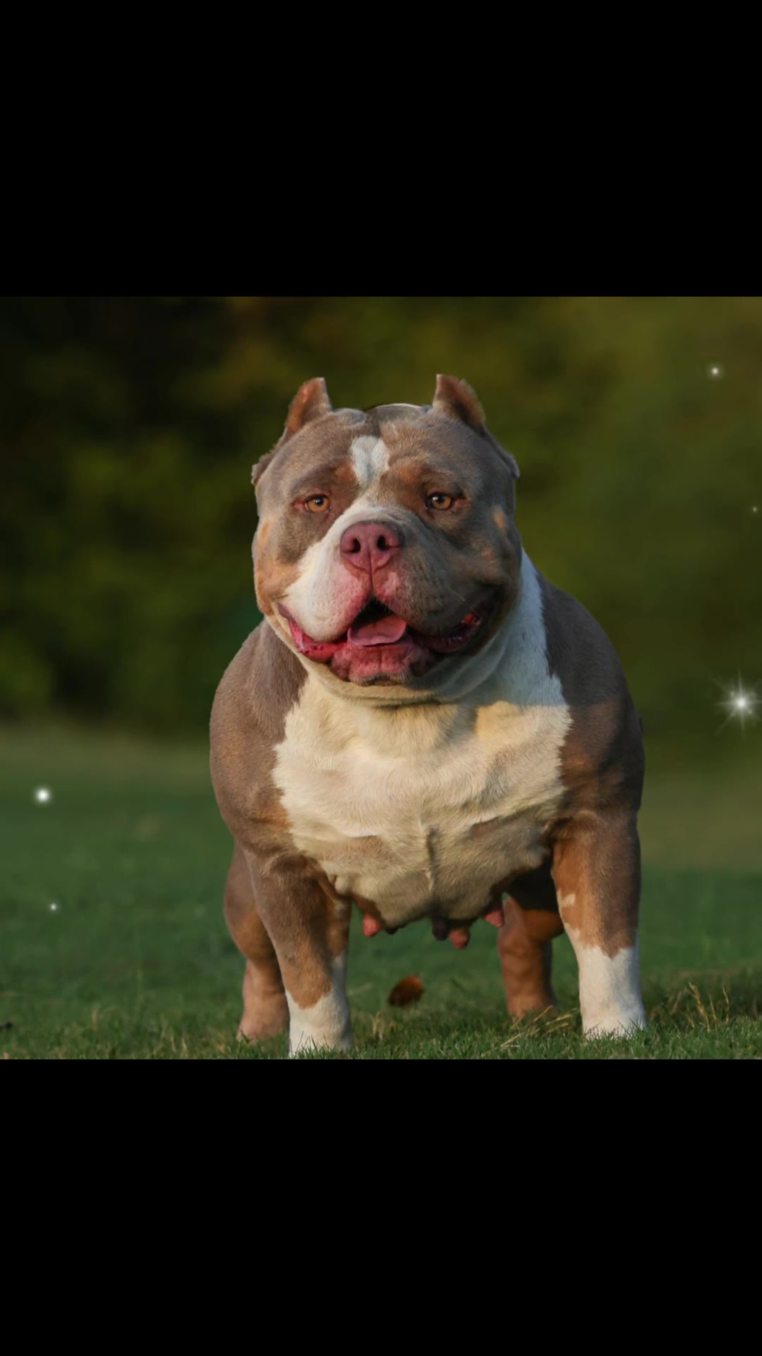 @Carters BullyHub