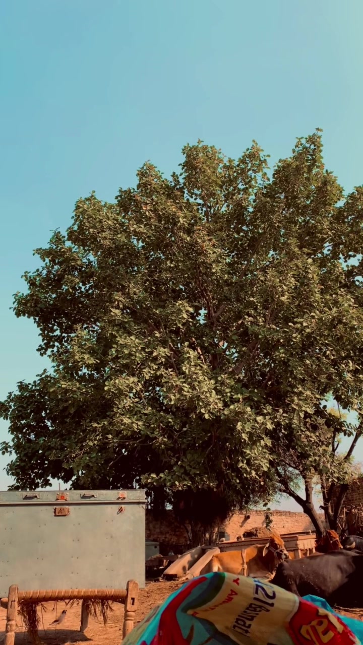 @میراپنجاب🌾🌞🌳