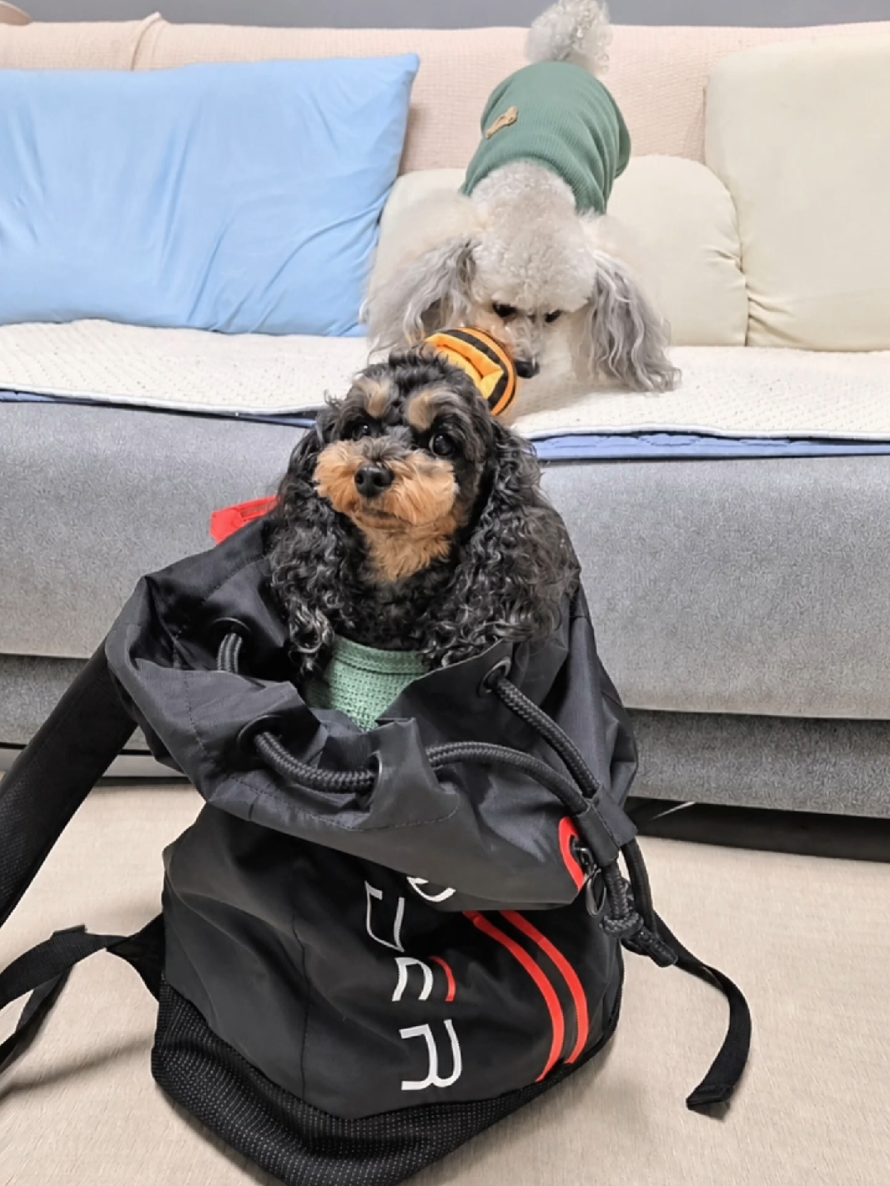 @바로아치 | 강아지와 사는 우리집 🐶