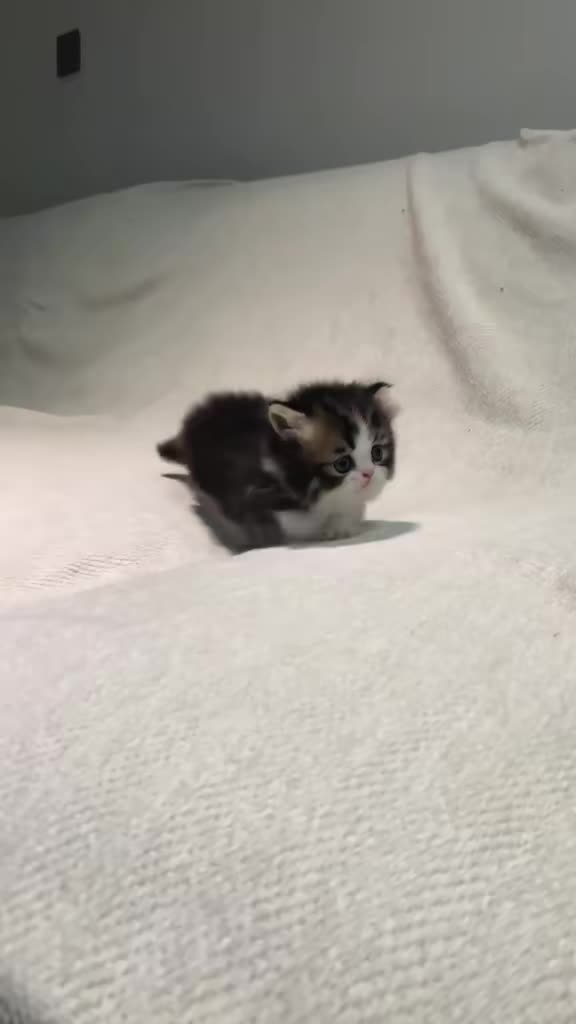 @catbosssss