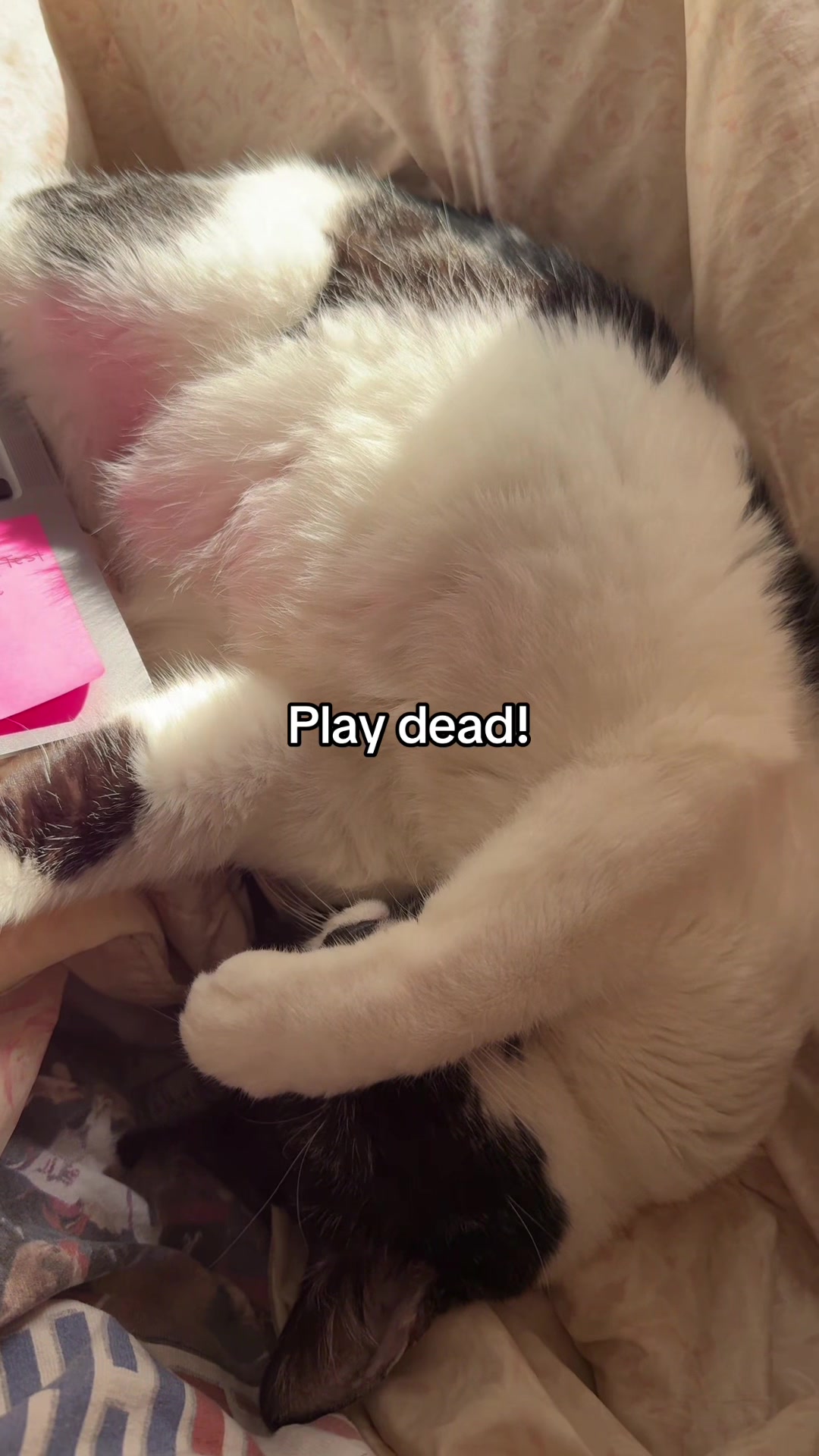 @๐ต๐ซ