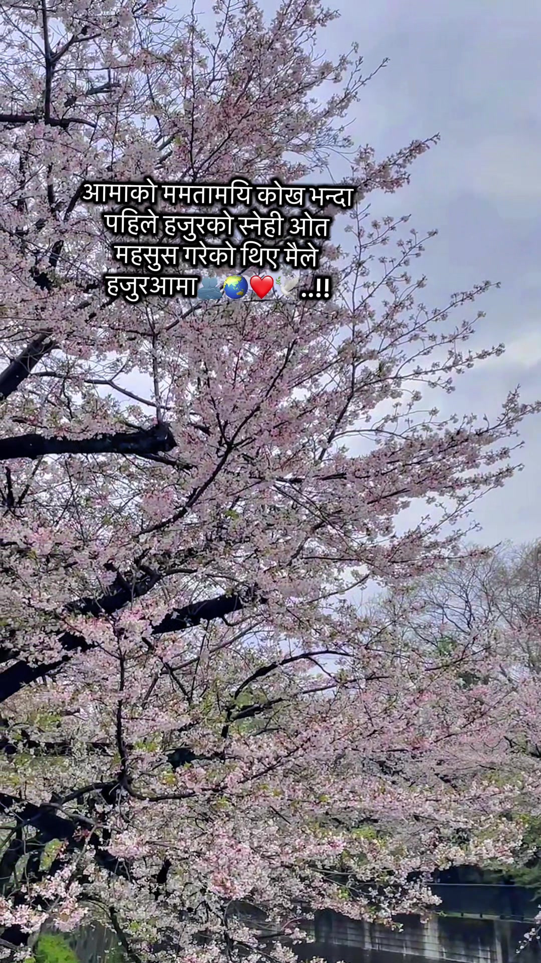 @🕊️💫🌼
