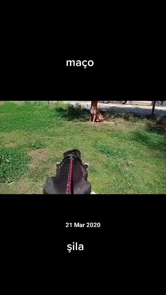 @pitbulll👑