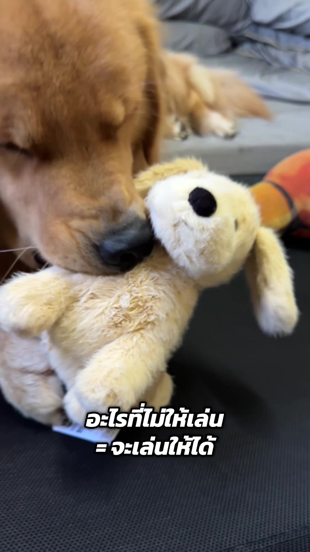 @ป๊อบคอร์นหมามึน