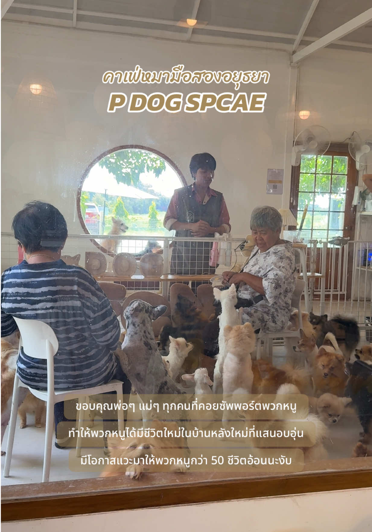 @P Dog Space คาเฟ่หมามือสอง 🐶