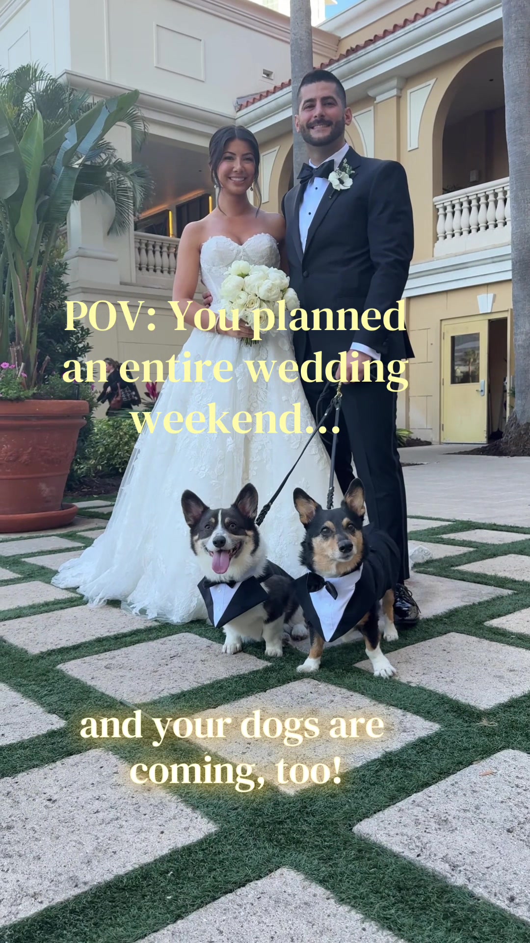 @FairyTail Pet Care