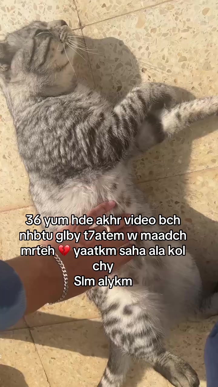 @El Bot