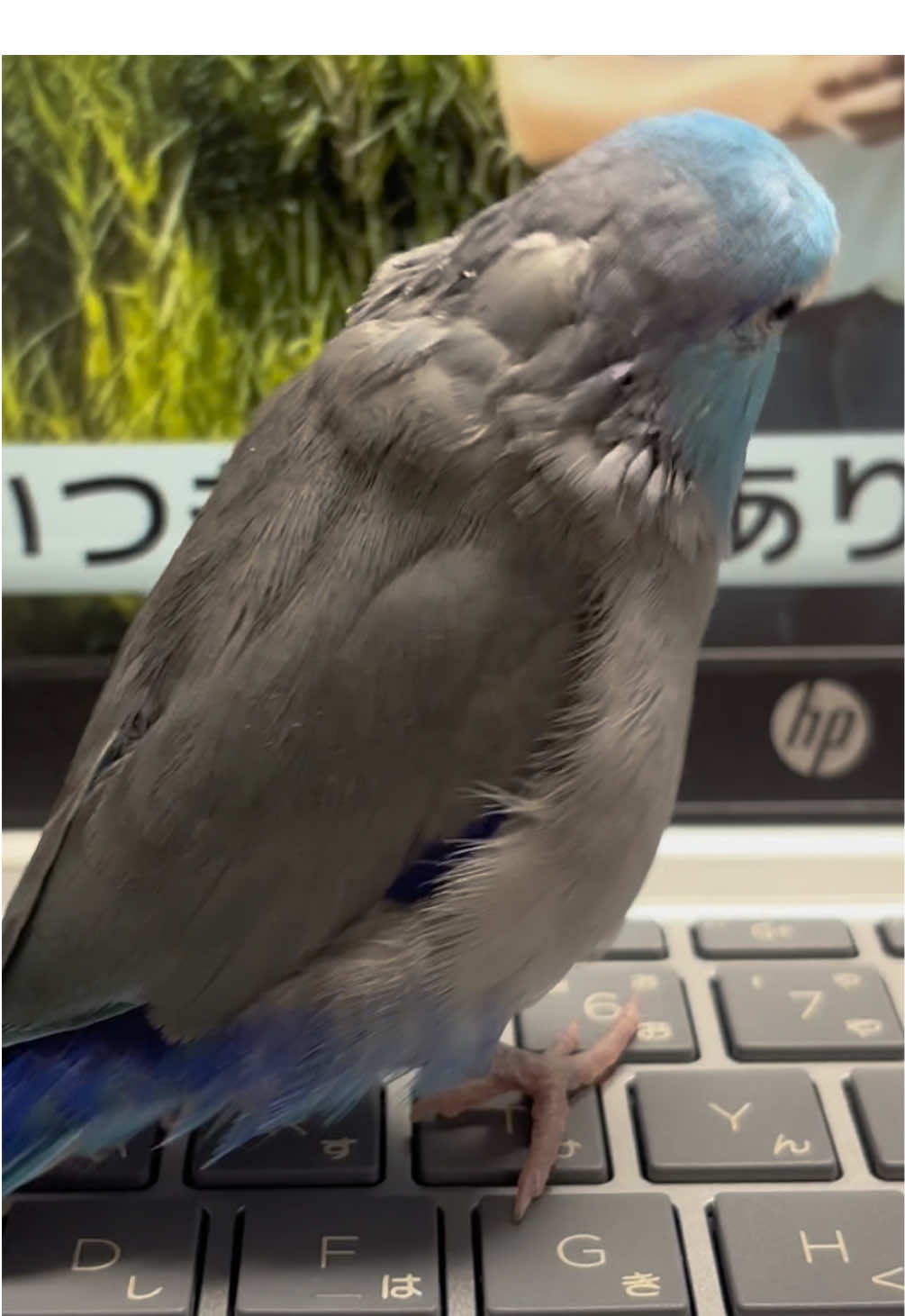 @マメルリハの葵【あおい】