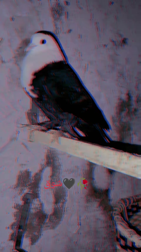 @𝐏𝐈𝙂𝝚𝝤𝝢𝙎𓅛