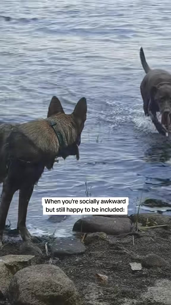 @brianne & your dog probably