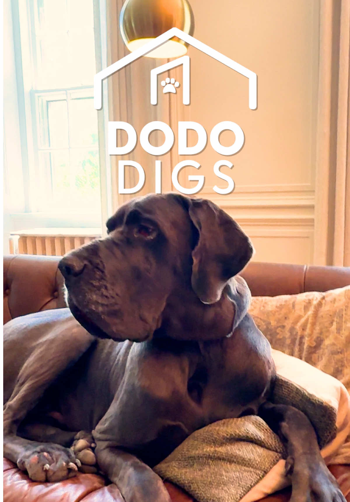 @The Dodo